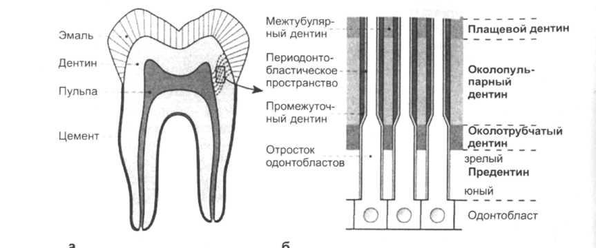 строение зуба дентинные канальцы