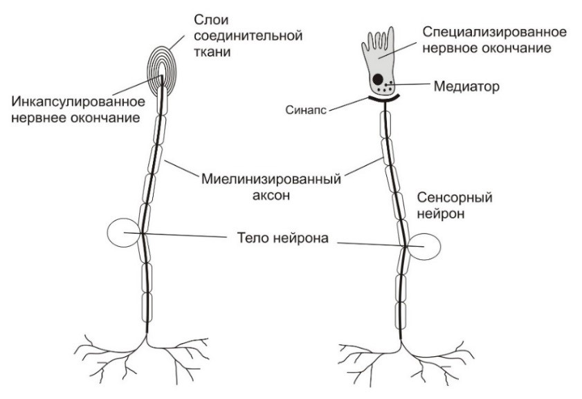 Нейрон со свободным окончанием (слева)